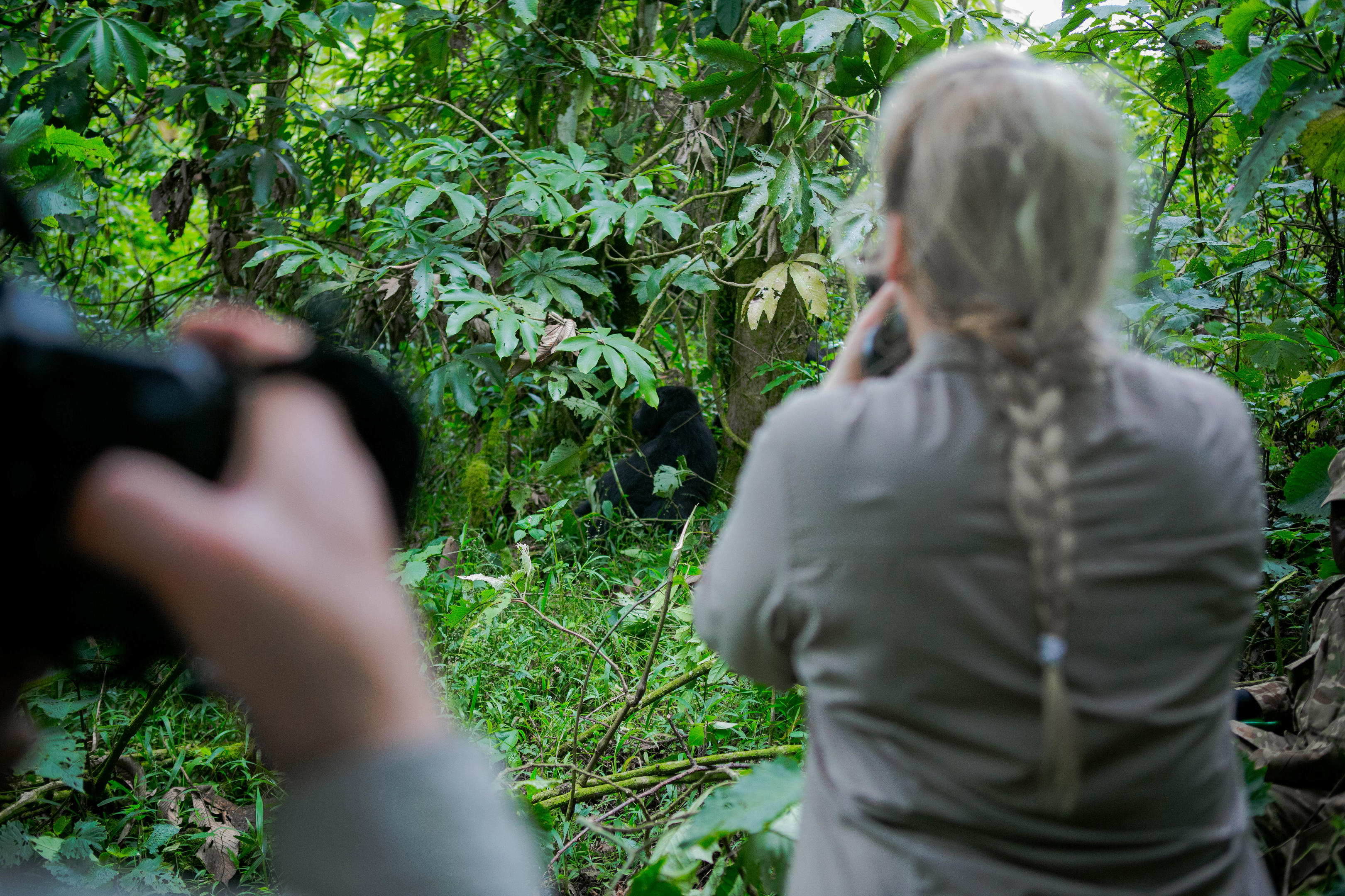 Traveller quietly observing primates in a Rwanda forest